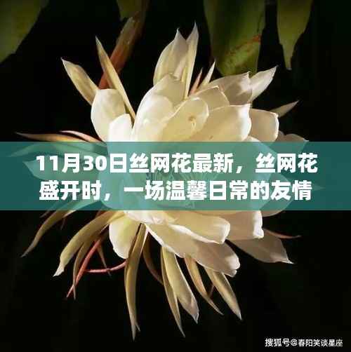 丝网花盛开时,温馨日常的友情记录