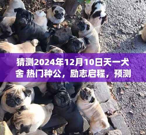 天一犬舍未来热门种公预测,励志启程,塑造自信与成就