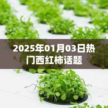 2025年西红柿话题热议日,行业趋势与新鲜资讯