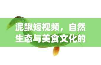 泥鳅短视频,自然生态与美食文化的绝美交融