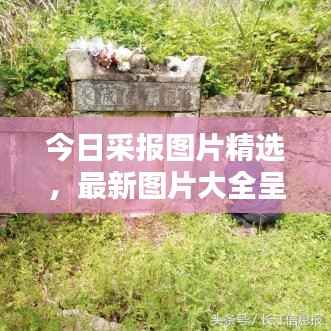 今日采报图片精选,最新图片大全呈现