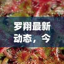 罗翔最新动态，今日最新消息一览
