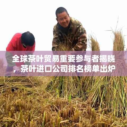 全球茶叶贸易重要参与者揭晓,茶叶进口公司排名榜单出炉!