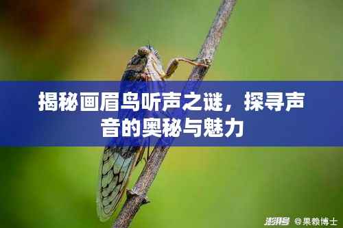 揭秘画眉鸟听声之谜,探寻声音的奥秘与魅力